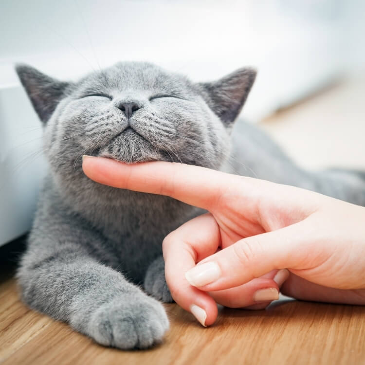 Cat getting its chin rubbed