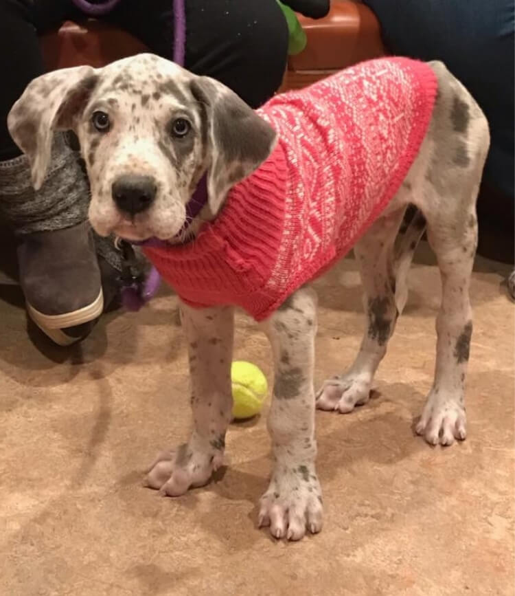 Dog In Sweater
